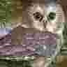 adrenet3d